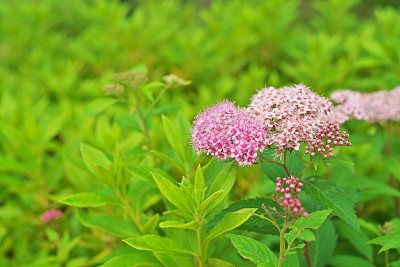Spiraea