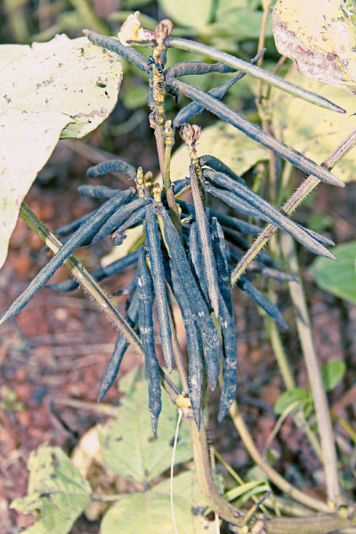野豌豆荚