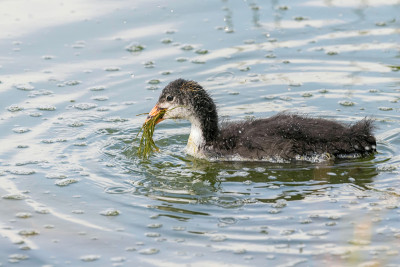 欧亚白骨鸡(Fulica atra)游泳