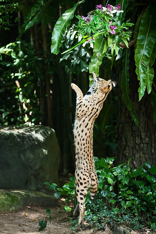 欧亚猞猁(猞猁)