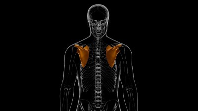 人体骨骼解剖学肩胛骨3D渲染