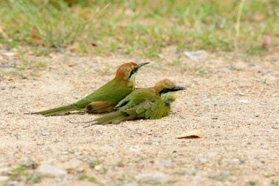 绿食蜂鸟(Merops orientalis)