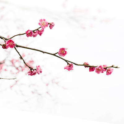 梅花