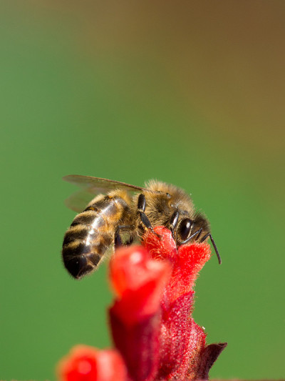 蜜蜂采集花蜜