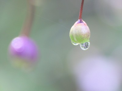 荷花在小雨中绽放