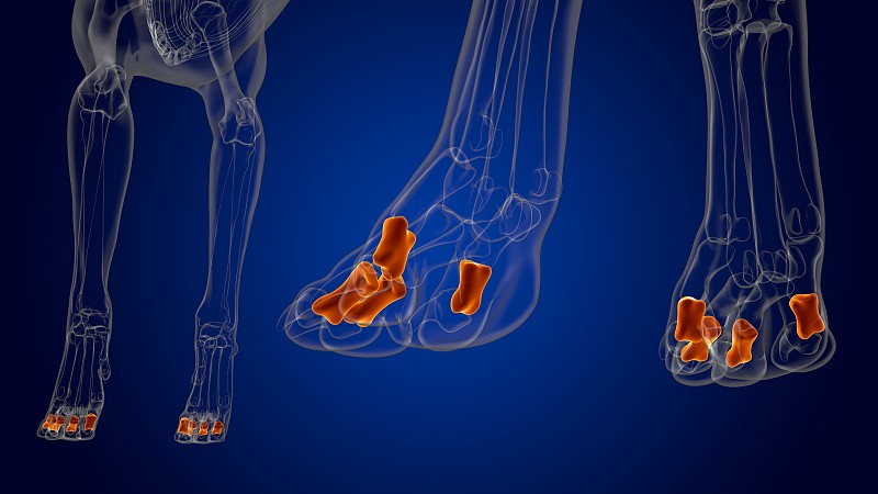中指骨狗骨骼解剖医学概念3D