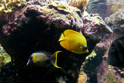 海水水族馆，海洋生物