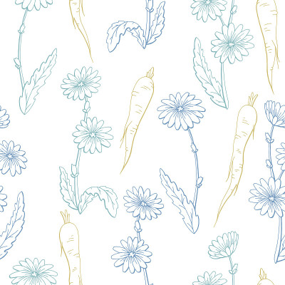 菊苣花植物根图形颜色无缝图案背景素描插图向量