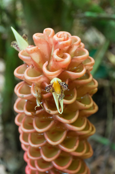 热带姜花