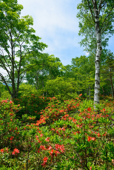 日本的杜鹃花和白桦林，在八千湖高地在长野