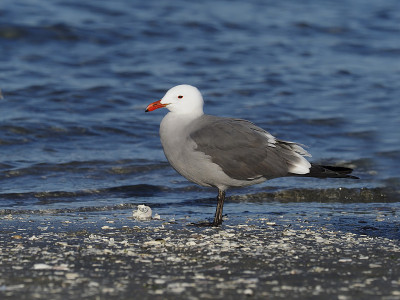Heermann's gull, Larus heermanni
