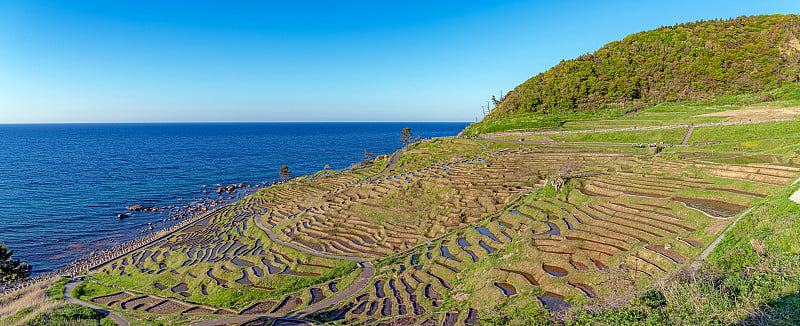 shirroy一千稻田