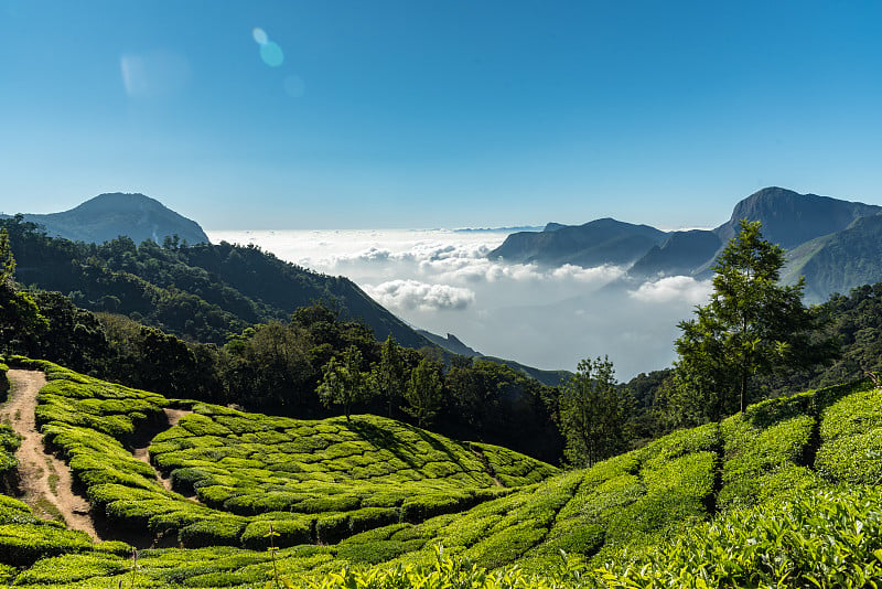 山茶和穆纳茶。