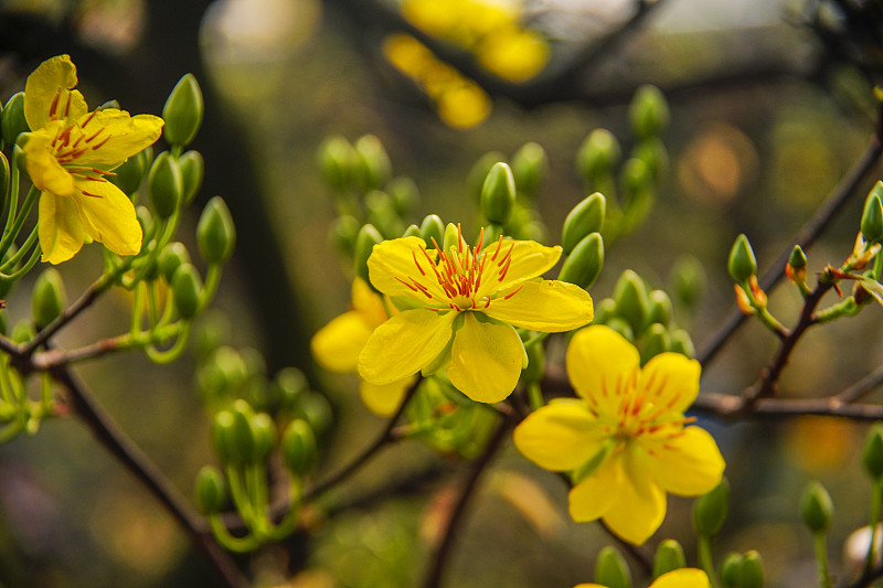 花