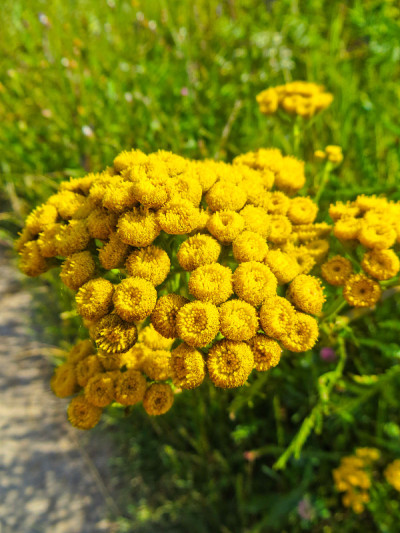 檀香(Tanacetum vulgare, Common Tansy, Cow Bitter，艾蒿)