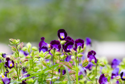 Torenia、叉骨花