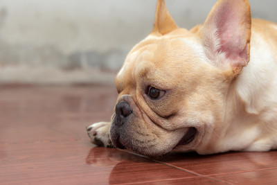 可爱的法国斗牛犬是可爱的宠物。