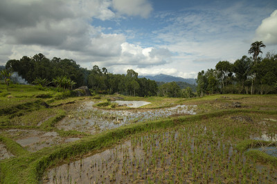 印度尼西亚，Rantepao, Tana Toraja地区的梯田