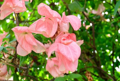 唐娜王后Siriki花树上