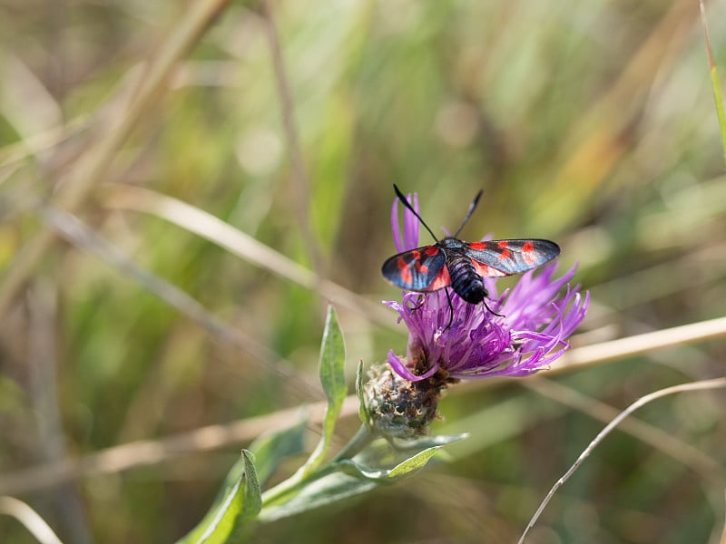 六斑天蛾(Zygaena filipendulae)是日蛾科的一种昼飞蛾。