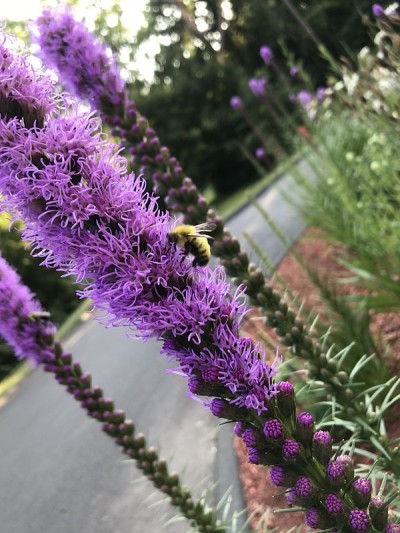 蜜蜂授粉