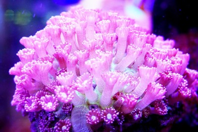 海葵彩虹流