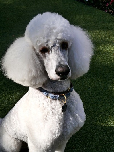 后院的标准贵宾犬