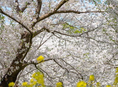武汉东湖樱花花园。东湖公园里各种各样的花都盛开着。