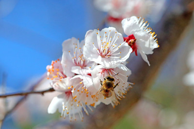 蜜蜂