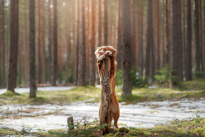 新斯科舍省一个阳光明媚的森林里的鸣叫猎犬