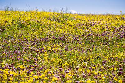 在加州奥罗维尔的北桌山生态保护区，金田(Lasthenia)和白叶三叶(Trifolium vari