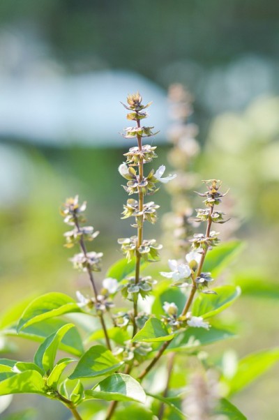 自然花园中的罗勒花
