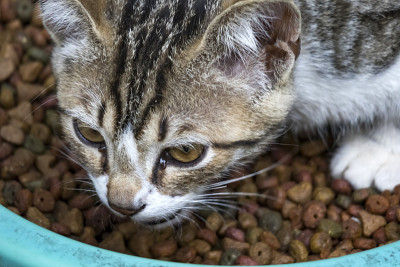 靠近可爱的朋友在自然界的猫