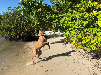 拳师犬在海滩上跳跃