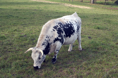 牛肉;piebald;Puster谷