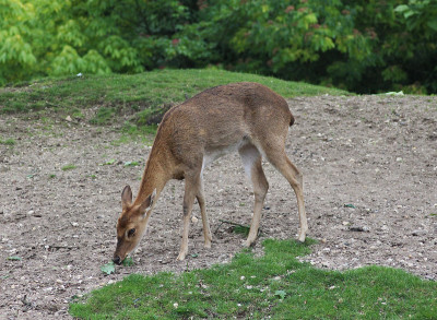 Eld's deer (Panolia eldii)