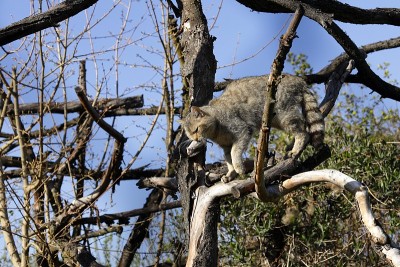 欧洲野猫