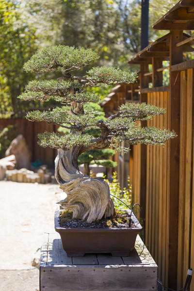 加州杜松盆景树