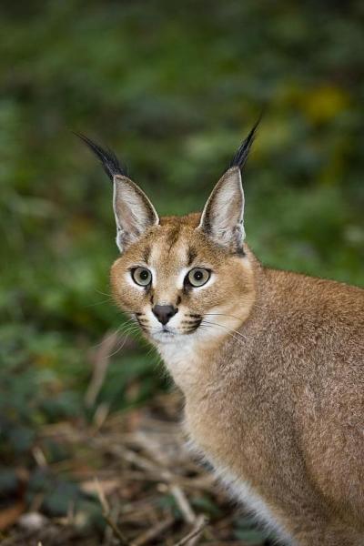 山猫的肖像，山猫