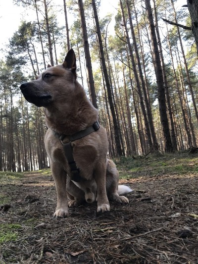 澳洲牧牛犬