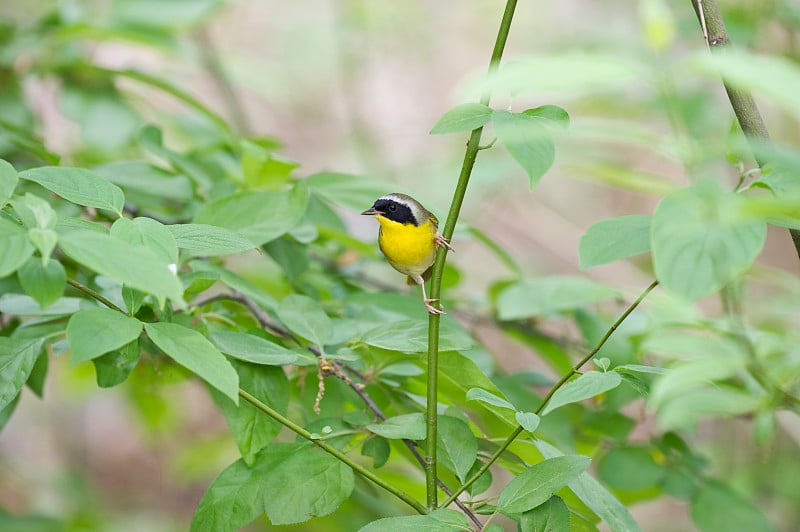 常见Yellowthroat