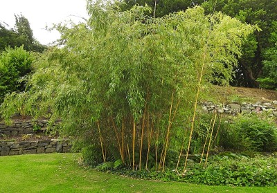 竹草