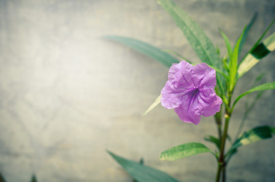 水泥墙背景上的荚花。的花
