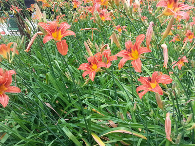 花