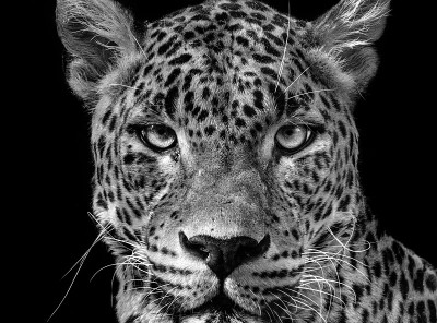 人像豹(Panthera pardus kotiya)