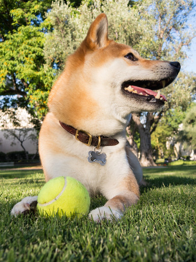 日本柴犬在黄昏时玩网球