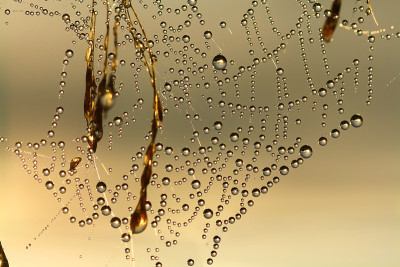 web在露水