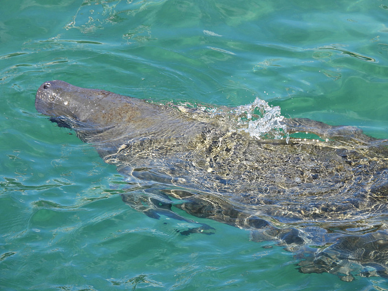 海牛(Trichechus) -在佛罗里达的泻湖中游泳，浮出水面呼吸空气