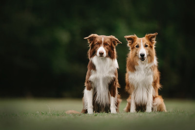 两只边境牧羊犬坐在一起