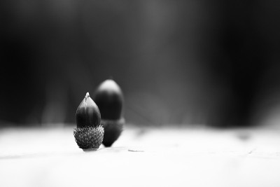 黑白橡子照片